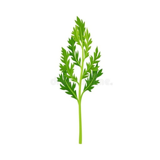 CARROT LEAVES